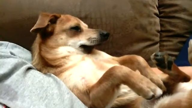 Шок!!!Ексклюзив!!!У собаки сушняк смотреть онлайн