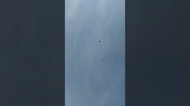 Николаевские голуби.Самара смотреть онлайн