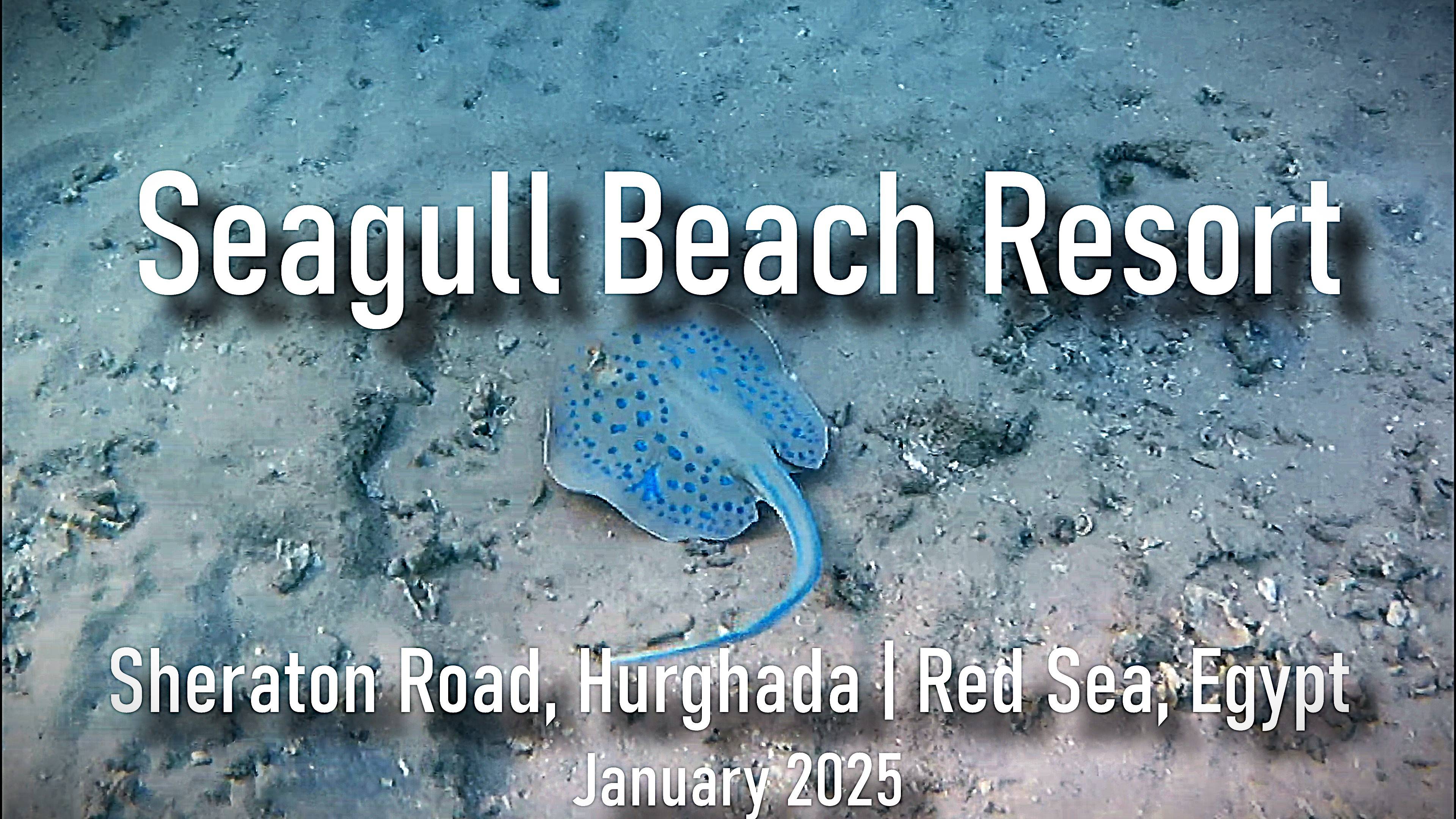 Подводный мир Красного моря - пляж SeaGull, Хургада 01.2025 смотреть онлайн