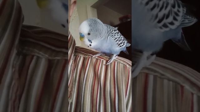учим новые слова.. смотреть онлайн