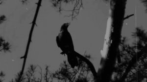 Черный ворон. Песня старая-но не забытая.