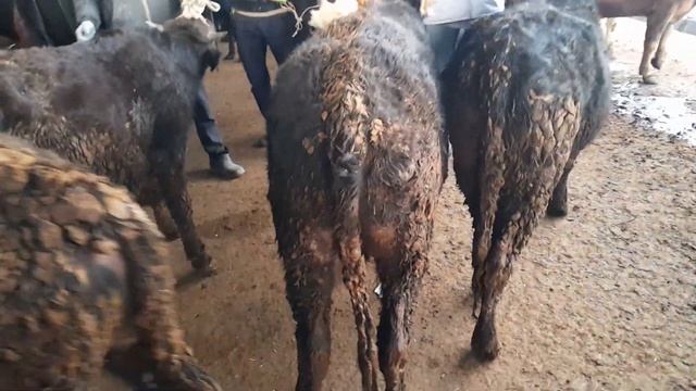 @БУКАХОИ КАЛОН МАЙДА ЖИВОЙ ВЕС 580КГ смотреть онлайн