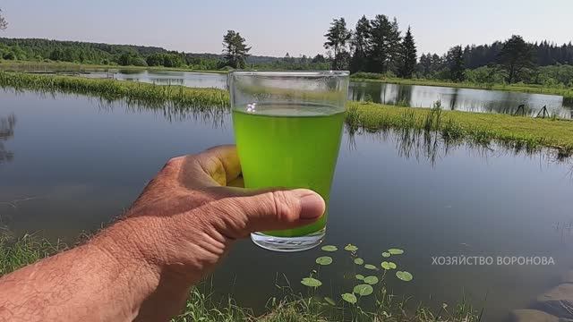 Хлорелла в пруду через 3 года смотреть онлайн
