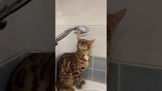 Кот пьёт из душа. смотреть онлайн