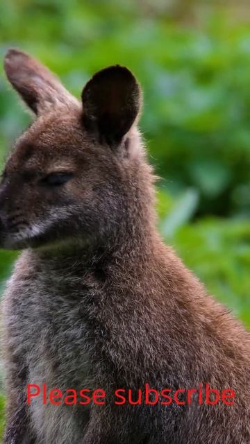 Kangaroo pouch #shorts #youtubeshorts смотреть онлайн
