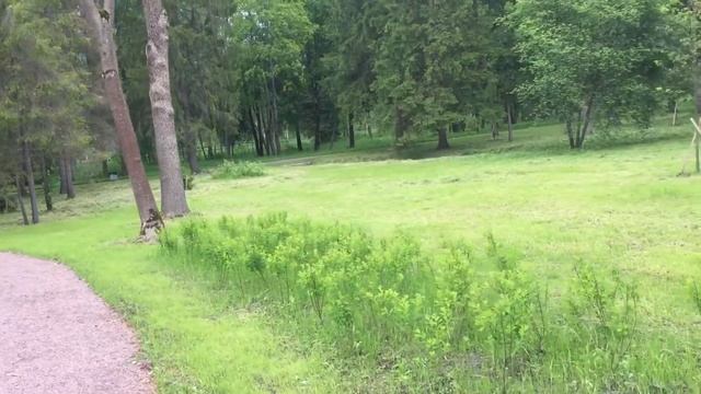 ...Кустики прямоугольничками... Гатчинский парк. 26.06.2017, 15:32 смотреть онлайн