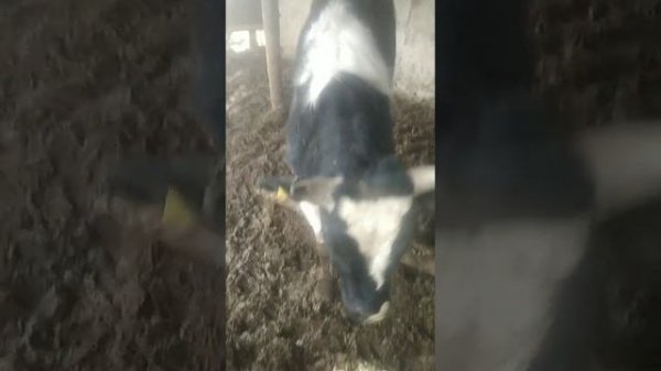 Вот почему быки плохо растут... Есть несколько причин !