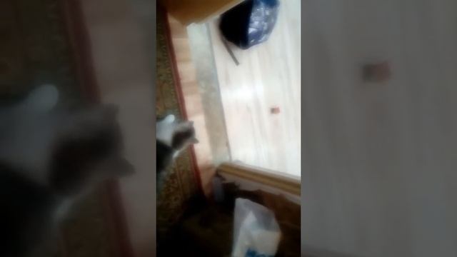 Вот я называю это кошкой смотреть онлайн