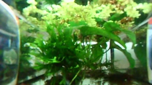 Nothobranchius kafuensis "Nega Nega", vision subacuatica смотреть онлайн