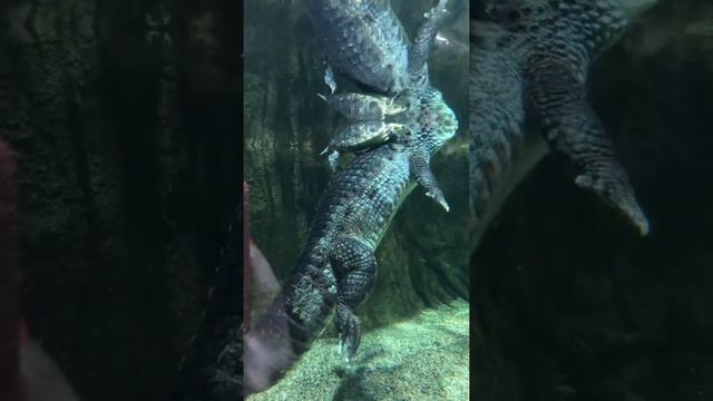 #МОСКВАРИУМ 2022 смотреть онлайн