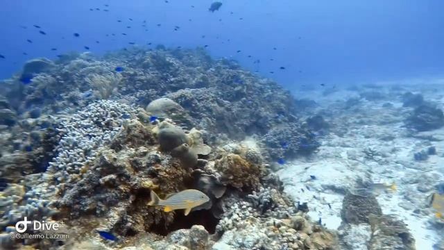 Buceo Cozumel 2019 смотреть онлайн