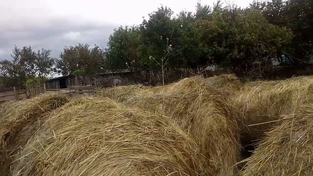 Вес крола в 6 месяцев, борьба с сеном продолжается смотреть онлайн