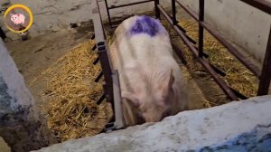 Станок для опоросу свиноматок/Перший досвід