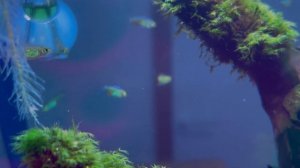 Микрорасбора куботаи (Microdevario kubotai)