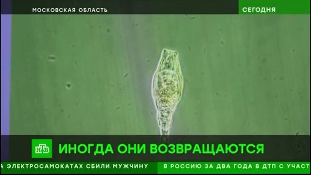 Russian scientists find bdelloid rotifers deep in remote permafrost смотреть онлайн
