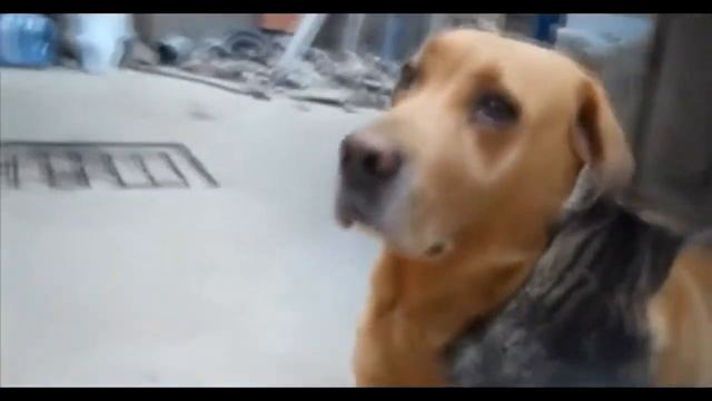 КОТЫ И ОЧЕНЬ ВЕСЁЛЫЕ СЛУЧАИ С НИМИ!!! - 9 смотреть онлайн