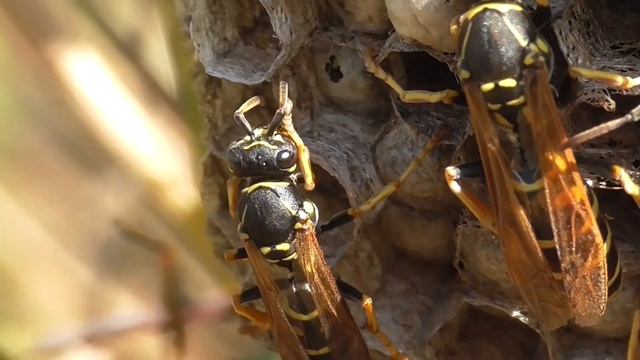 Paper-wasps at nest. Heide-Feldwespen am Nest (Polistes nimpha) смотреть онлайн