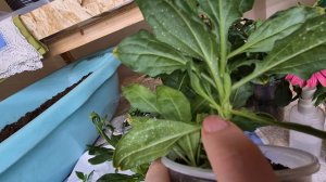 ЧЕРЕНКУЮ ОСТЕОСПЕРМУМ ВЕГЕТАТИВНЫЙ.