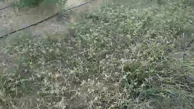 खरपतवार नाशक। OZONE ! 24%SL смотреть онлайн