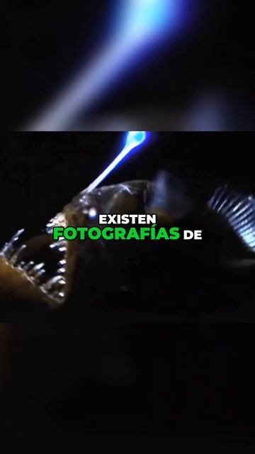 Descubre el misterio del Rape la criatura de las profundidades #shorts #animales #curiosidades смотреть онлайн