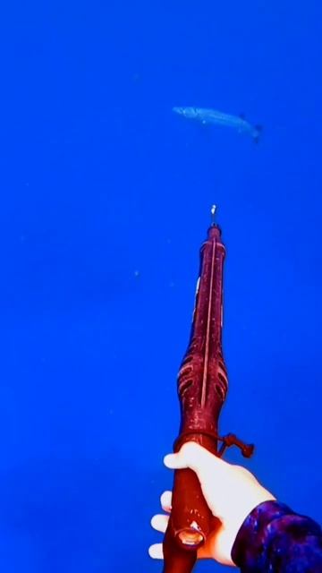 Barracuda !!! #love #sea #barracuda #youtube #shorts #short #ocean #spearfishing #mares #cressi #fy смотреть онлайн