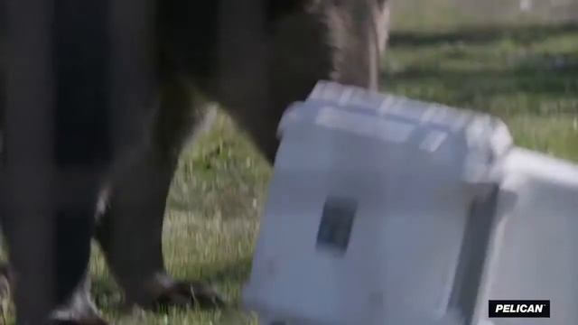 🐻 😮 This Pelican cooler is so well made that bears cannot break into it! смотреть онлайн
