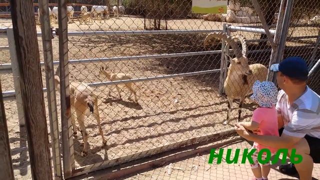 НИКОЛЬ В ПАРКЕ ЗООЛОГИИ! смотреть онлайн