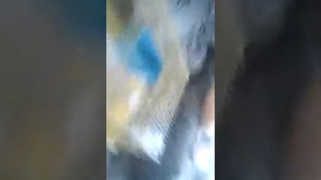 Васе купили хомку сказка про хомяков смотреть онлайн