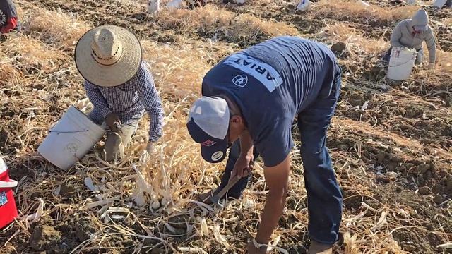 Por trabajar en el campo ni hola me darás amigo soy un humilde campesino de OAXACA смотреть онлайн