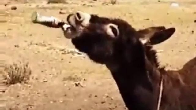 самый быстрый асоль смотреть онлайн