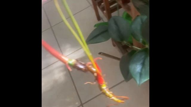 Ecuagenera Import Update смотреть онлайн