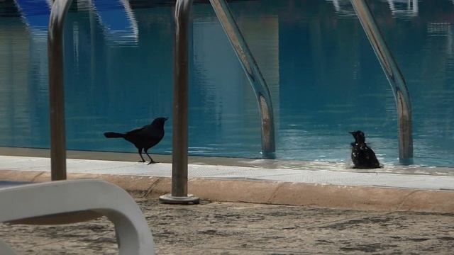 2015.02.27 An Early Walk Watching Black Birds at Hotel Melia Santa Maria Cayo, Cuba 01 смотреть онлайн