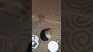 Узбек фохиша лари бомба