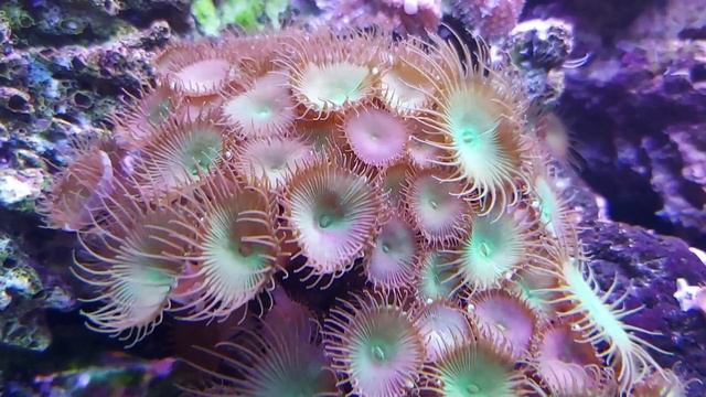 Калининградский зоопарк- 2025.Январь смотреть онлайн