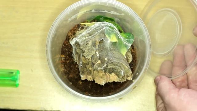 Avicularia metallica Feeding gone wrong! смотреть онлайн