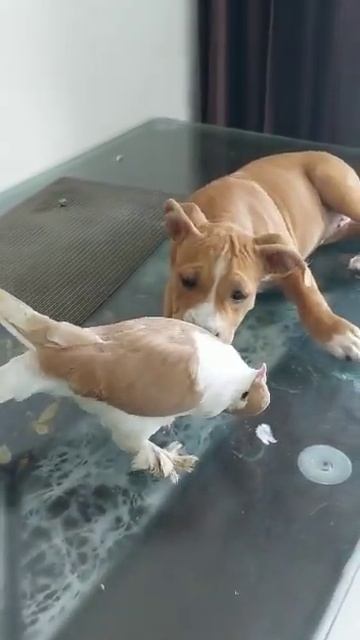 Pitbull puppy's & Exotic bird's freindship ;"; #Pitbull #dog #puppy #viral #video смотреть онлайн