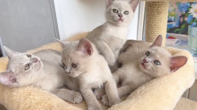 Котята бурманской породы лилового окраса проходят актирование в клубе. Дом Гучи, др 14.04.24 смотреть онлайн