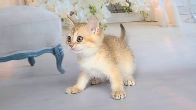 Stihia Lusy Style смотреть онлайн