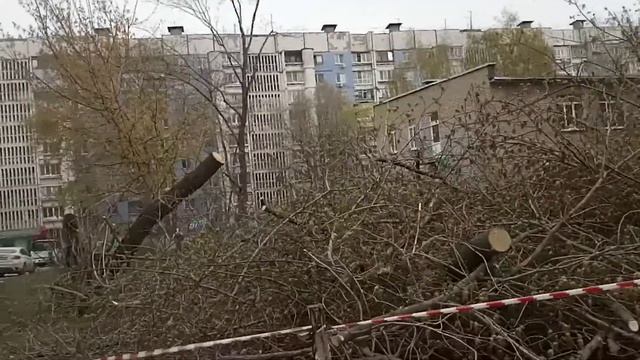 Местные говяшки уничтожают деревья 27 апреля смотреть онлайн