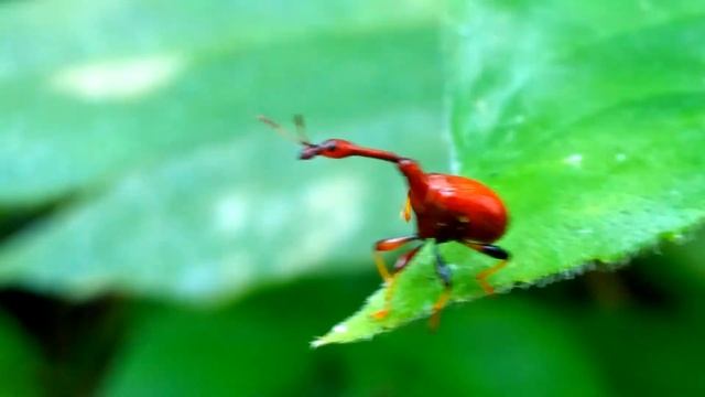 giraffe weevil from indonesia. смотреть онлайн