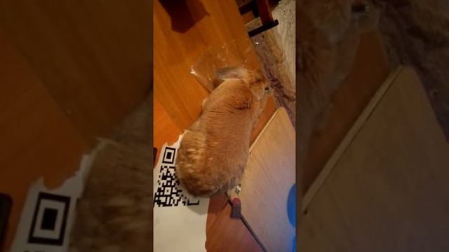 Кролик-обжорик-2 смотреть онлайн