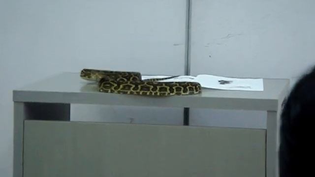 It plays with the Habu. смотреть онлайн