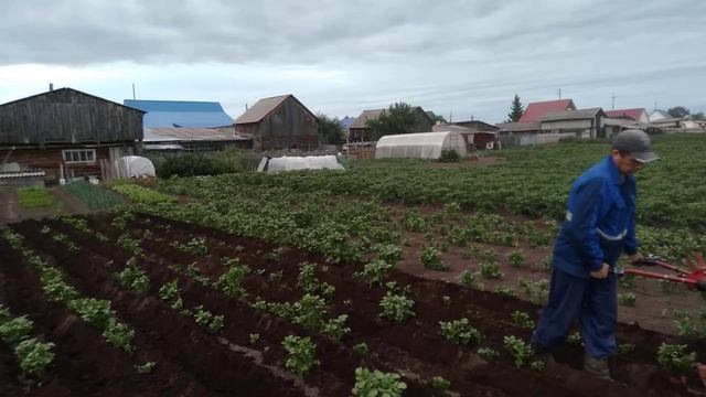 окучиваем картошку на мтз 09 смотреть онлайн