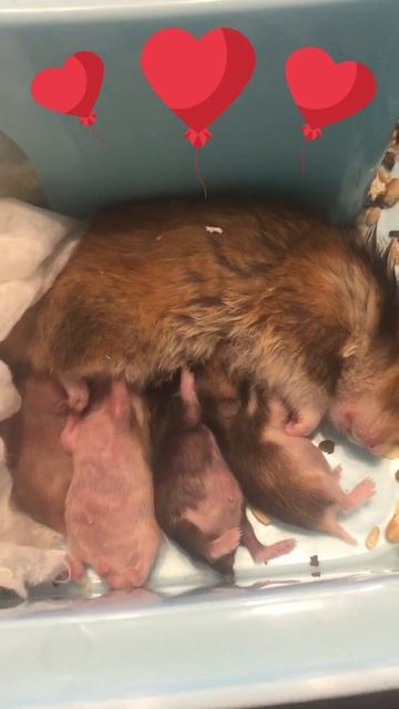 МАЛЫШИ ХОМЯЧКИ ПЬЮТ МАМИНО МОЛОКО hamster babies drink their mother's milk смотреть онлайн