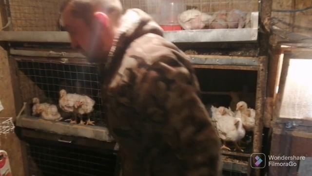 🐔29 дней ВЕС БРОЙЛЕРА РОСС-308 ВЕНГРИЯ 🐔#бройлер