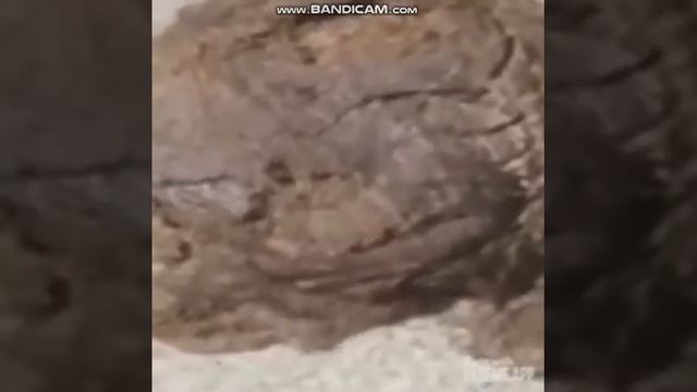 Проп говно ддс принял понос и начал петь смотреть онлайн