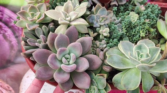 Как не надо делать! Садик из суккулентов, который не пересаживали 4 года смотреть онлайн