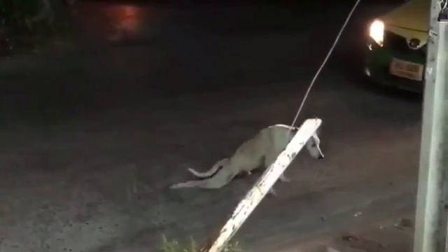 У собак тоже есть приколы смотреть онлайн