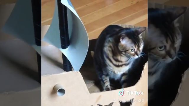 Pirate Roomba Cat Miss Zillion смотреть онлайн