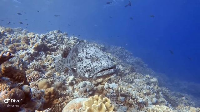Potato Cod 1 смотреть онлайн